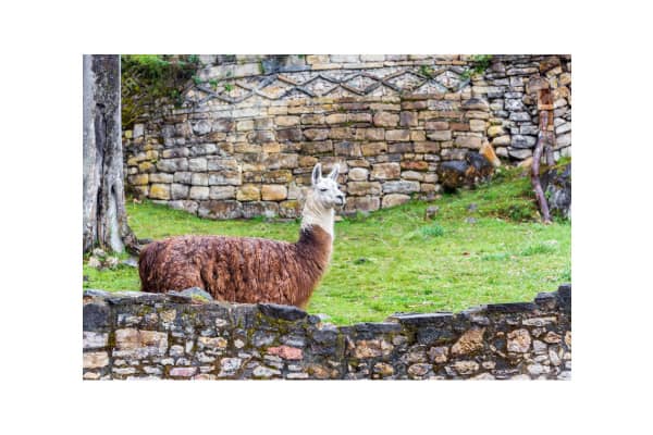 6 Best Places To See Llamas And The Peruvian Culture | How to Peru